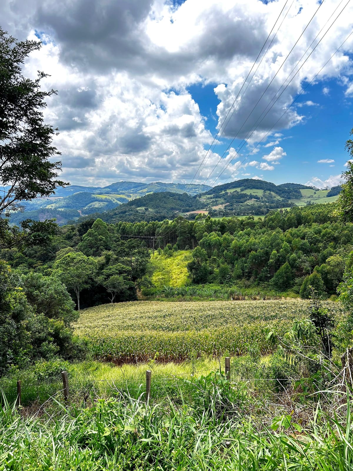 Área de cultivo e mata vistas a partir do terreno